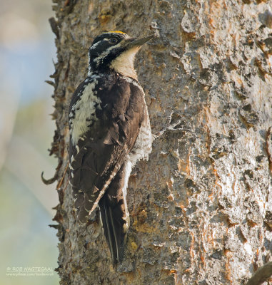 Amerikaanse Drieteenspecht - American Three-toed Woodpecker - Picoides dorsalis