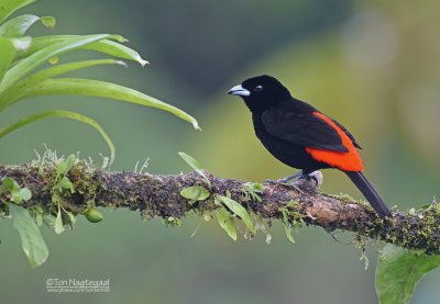 Roodrugtangare - Scarlet-rumped Tanager - Ramphocelus passerinii passerinii