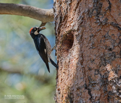 Eikelspecht - Acorn Woodpecker - Melanerpes formicivorus