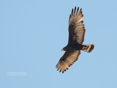 Bandstaartbuizerd - Zone-tailed Hawk - Buteo albonotatus