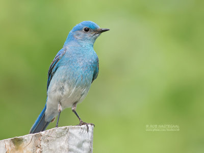 Bergsialia - Mountain Bluebird - Sialia currucoides