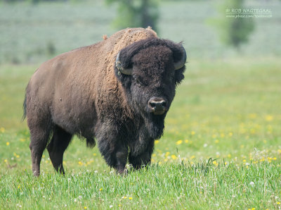 Amerikaanse bizon - American bison - Bison bison