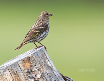 Dennensijs - Pine Siskin - Spinus pinus