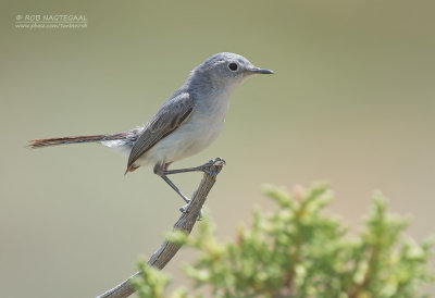 Blauwgrijze Muggenvanger - Blue-gray Gnatcatcher - Polioptila caerulea