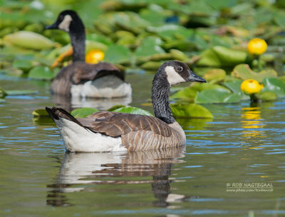 Canadese Gans - Canada Goose - Branta canadensis