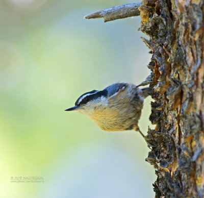 Canadese Boomklever - Red-breasted Nuthatch - Sitta canadensis