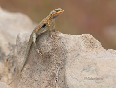 Gevlekte leguaan - Side-blotched Lizard - Uta stansburiana