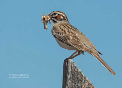 Roodoorgors - Lark Sparrow - Chondestes grammacus