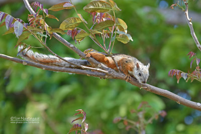 Grote gevlekte boomeekhoorn - Variegated Squirrel - Sciurus variegatoides