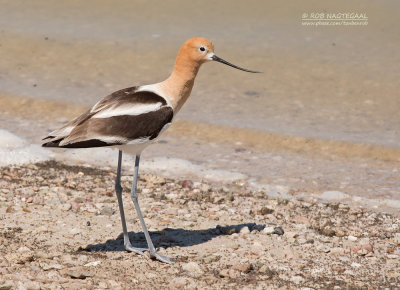 Stilts and Avocets 