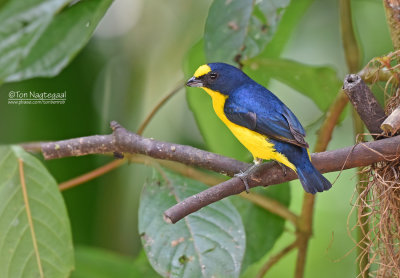 Geelkeelorganist - Yellow-throated Euphonia - Euphonia hirundinacea gnatho