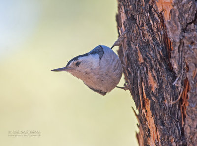 Witborstboomklever - White-breasted Nuthatch - Sitta carolinensis