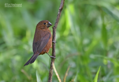 Diksnavelzaadkraker - Thick-billed Seed-Finch - Oryzoborus funereus