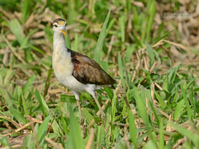 Noordelijke Jacana - Northern Jacana - Jacana spinosa