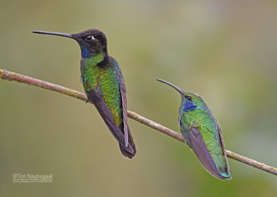 Lawrence Kolibrie - Talamanca hummingbird - Eugenes spectabilis