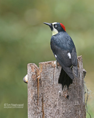 Eikelspecht  - Acorn Woodpecker - Melanerpes formicivorus 
