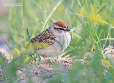 Musgors - Chipping Sparrow - Spizella passerina