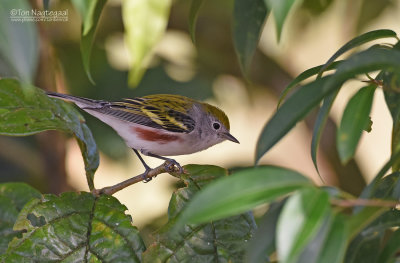 Roestflankzanger - Chestnut-side Warbler - Setophaga pensylvanica