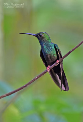 Bronsstaartpluimkolibrie - Bronze-tailed Plumeleteer - Chalybura urochrysia