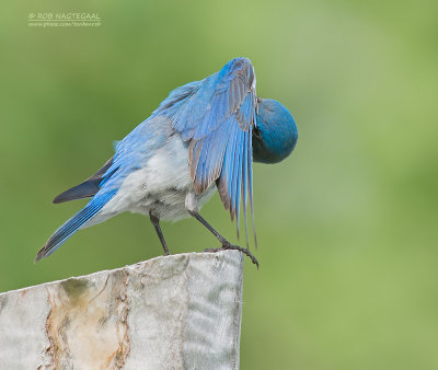 Bergsialia - Mountain Bluebird - Sialia currucoides