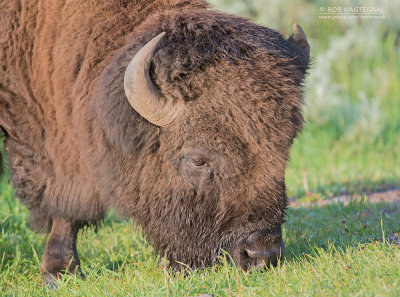 Amerikaanse bizon - Plains bison - Bison bison bison