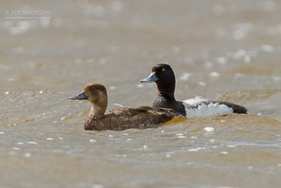 Kleine Topper - Lesser Scaup - Aythya affinis