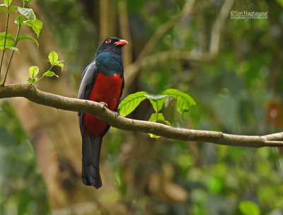 Massenas trogon - Slaty-tailed Trogon - Trogon massena hoffmanni