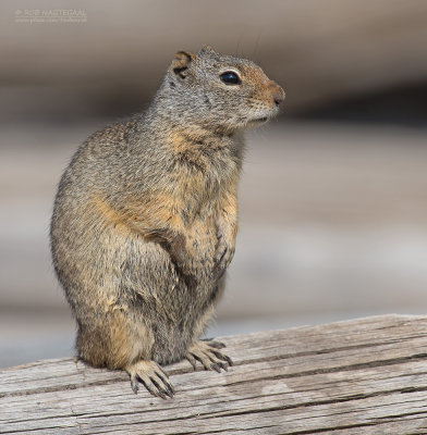 Uintagrondeekhoorn - Uinta ground squirrel - Urocitellus armatus