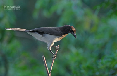 Bruine gaai - Brown Jay - Psilorhinus morio 