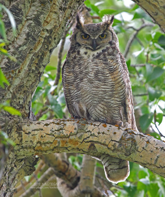 Amerikaanse Oehoe - Great Horned Owl - Bubo virginianus subarcticus