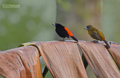 Roodrugtangare - Scarlet-rumped Tanager - Ramphocelus passerinii costaricensis