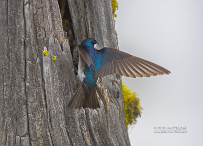 Boomzwaluw - Tree Swallow - Tachycineta bicolor