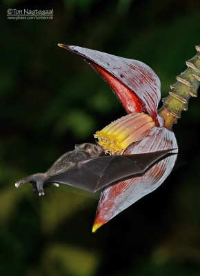 Langneusvleermuis - Common Long-tongued Bat - Choeronycteris mexicana