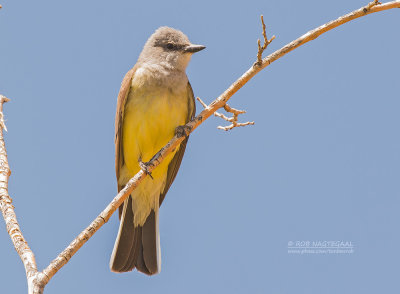 Arkansaskoningstiran - Western Kingbird - Tyrannus verticalis