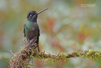 Lawrence Kolibrie - Talamanca hummingbird - Eugenes spectabilis