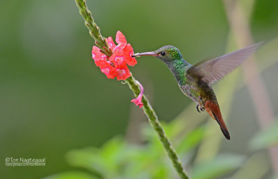 Roodstaartkolibrie - Roufous-tailed Hummingbird - Amazilia tzacatl