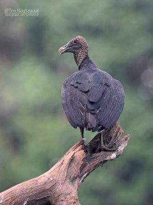 Zwarte Gier - Black Vulture - Coragyps atratus