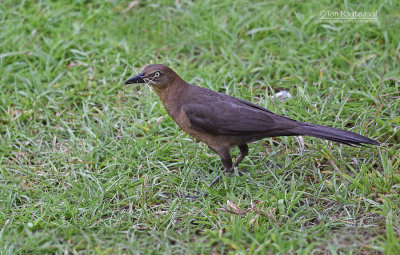 Langstaarttroepiaal - Great-tailed Grackle - Quiscalus mexicanus - peruvianus