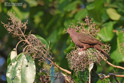 Kortsnavelduif - Short-billed Pigeon - Patagioenas nigrirostris