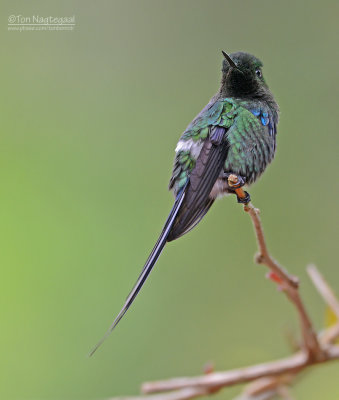 Groene draadkolibri - Green Thorntail - Discosura conversii