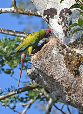 Buffon-ara - Great Green Macaw - Ara ambiguus