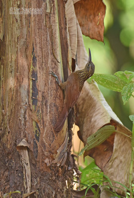 Ovenbirds and Woodcreepers