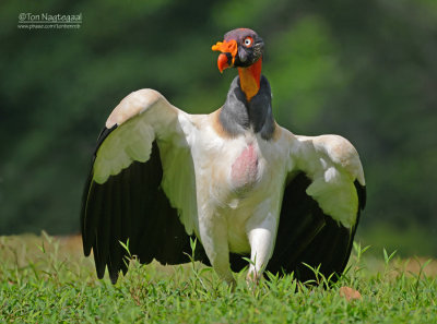 Koningsgier - King Vulture - Sarcroramphus papa