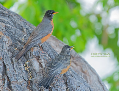 Roodborstlijster - American Robin - Turdus migratorius