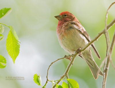 Cassins Roodmus - Cassin's Finch - Haemorhous cassinii