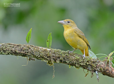 Zomertangare - Summer Tanager - Piranga rubra