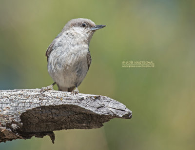 Dwergboomklever - Pygmy Nuthatch - Sitta pygmaea