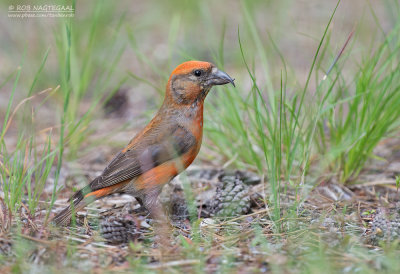 Kruisbek - Red Crossbill - Loxia curvirostra benti