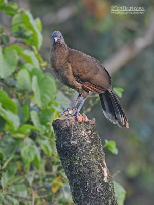 Grijskopchachalaca - Gray-headed Chachalaca - Ortalis cinereiceps