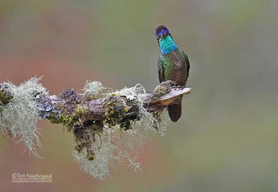 Lawrence Kolibrie - Talamanca hummingbird - Eugenes spectabilis